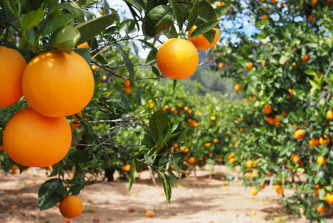 Abnahme für Floridas Orangen- und Grapefruit-Produktion gegenüber April erwartet