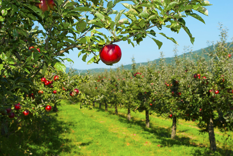 Bildquelle: Shutterstock.com Apfel Birnen