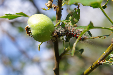 Bildquelle: Shutterstock.com Raupe Schwammspinner Apfelbaum Gypsy moth (Lymantria dispar)