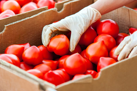 Bildquelle: Shutterstock.com Tomaten