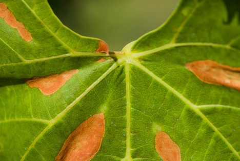 Bildquelle: Shutterstock.com Xylella Fastidiosa