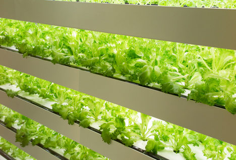 Bildquelle: Shutterstock.com Vertical farming