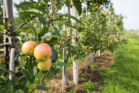 Bildquelle: Shutterstock.com Apfel Birnen