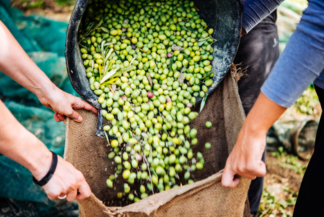 Copa und Cogeca verweisen auf gute EU-Tafeloliven trotz Xylella fastidiosa