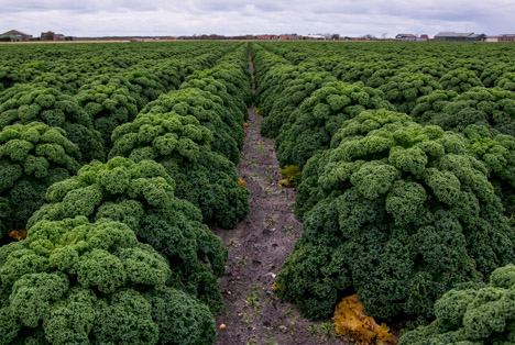 Navali, narode: Noćenje na Jadranu osam do 10 eura!  - Page 2 Shutterstock_342808412%20Gruenkohl%20Feld