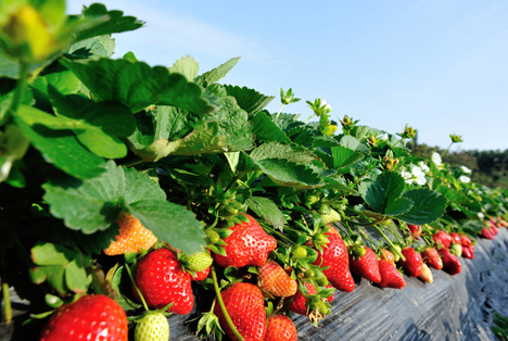 Erdbeeren in Finnland bleiben mangels verfügbarer Pflücker auf den Feldern