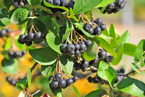 Bildquelle: Shutterstock.com Aronia