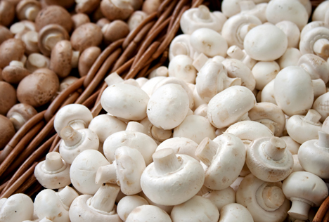 Bildquelle: Shutterstock.com Champignons