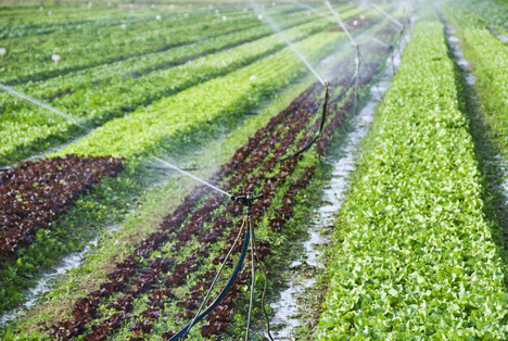 Bildquelle: Shutterstock.com Wetter Bewässerung 