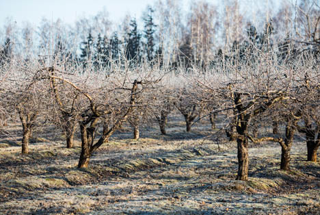 Bildquelle: Shutterstock.com Obstbaum