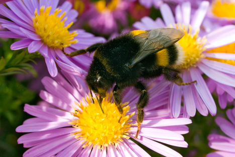 Bildquelle: Shutterstock.com Bienen