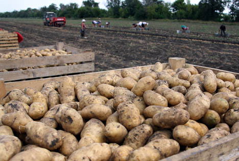 Bildquelle: Shutterstock.com Kartoffeln
