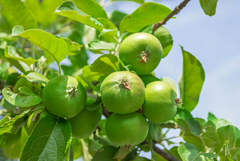 Bildquelle: Shutterstock.com Obstbau