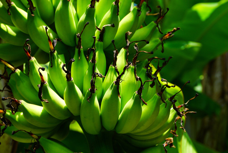 Bildquelle: Shutterstock.com BAnanen