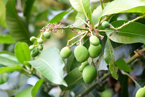 Peru: Mango-Produktion steigt nächstes Jahr um 10% an