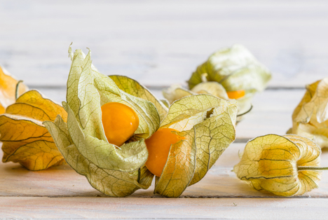 Bildquelle: Shutterstock.com physalis