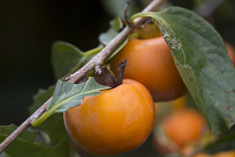 Bildquelle: Shutterstock.com Persimmon