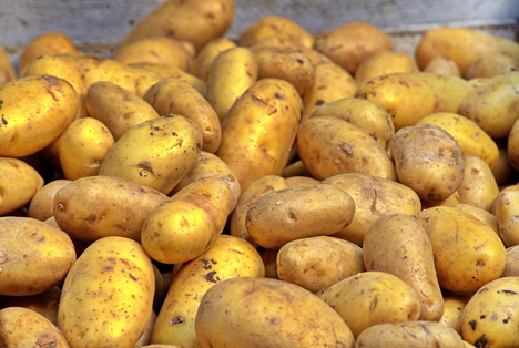 BLE-Kartoffelmarktbericht KW 38: Stete Abnahme