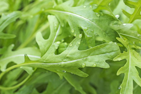 AMI: Bei Rucola noch einmal aus dem Vollen schöpfen