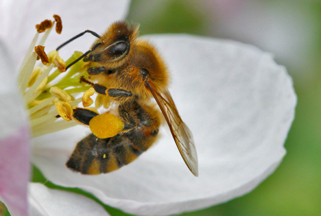 Bildquelle: Shutterstock.com Bienen