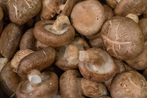 Dramatische Kostensteigerungen setzen Pilzanbau massiv unter Druck