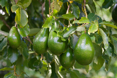 Peru: Export von Avocados aus Arequipa hat sich 2018 fast verdoppelt