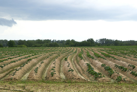 Bildquelle: Shutterstock.com Feld kartoffel