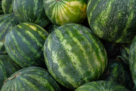 Bildquelle: Shutterstock.com Wassermelonen