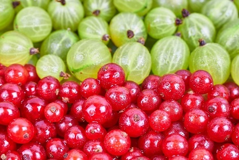 Bildquelle: Shutterstock.com  Stachelbeeren