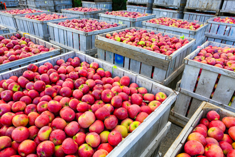 Unterstützung für Republik Moldau bei Export von Äpfeln nach Ägypten und Indien