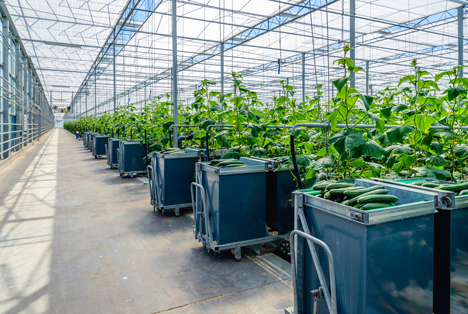 Statistik Niederlande: Anbaufläche von Gurken zugenommen, bei Erdbeeren kleiner