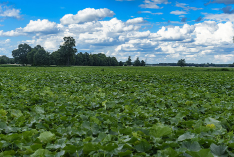 Bildquelle: Shutterstock.com Gurken Spreewald Gurken Feld Anbau