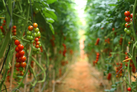 Bildquelle: Shutterstock.com Indoor farm Tomaten