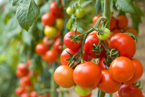 Bildquelle: Shutterstock.com Tomaten