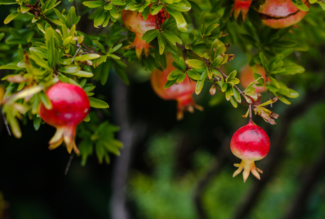 Bildquelle: Shutterstock.com Pomegranat