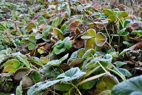 Bildquelle: Shutterstock.com Erdbeeren frost