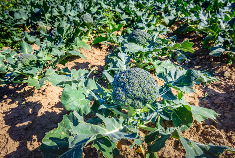 Bildquelle: Shutterstock.com Broccoli