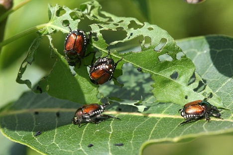 Bildquelle: Shutterstock.com  Kaefer Japankäfer Popillia Japonica 