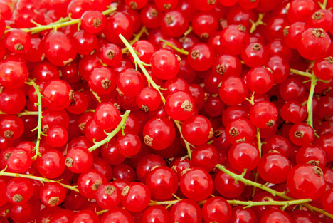 Bildquelle: Shutterstock.com  Johannisbeeren