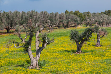 Bildquelle: Shutterstock.com Infiziert Oliven Baumen Bakterie Xylella Fastidiosa Salento South Italy
