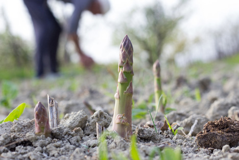 Bildquelle: Shutterstock.com Gartenbau