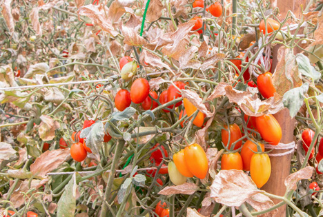 Bildquelle: Shutterstock.com Tomaten