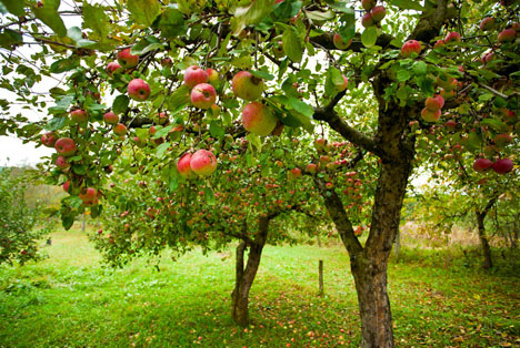 Bildquelle: Shutterstock.com Obstbaum