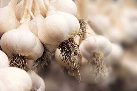 Bildquelle: Shutterstock.com Knoblauch