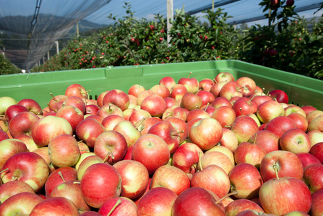 Apfelernte in Italien mit 5% Zunahme und hoher Qualität erwartet