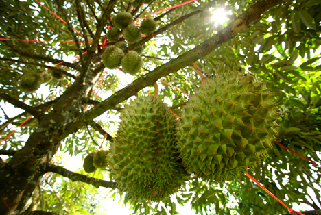 Bildquelle: Shutterstock.com Durian