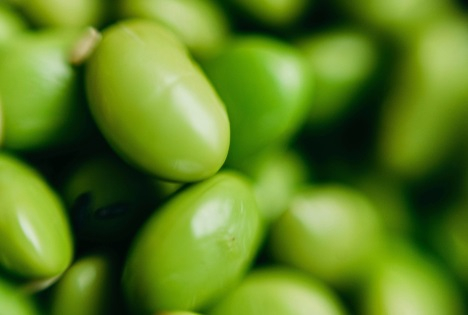 Erstmals lokal angebaute Edamame-Bohnen frisch in Belgien erhältlich