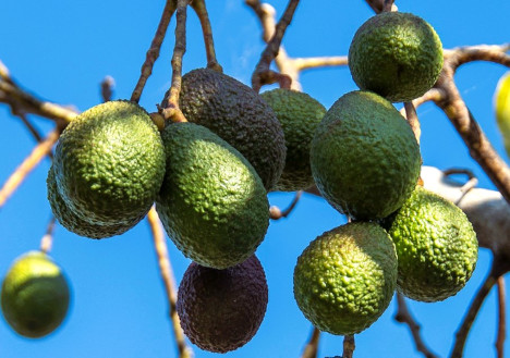Neuer Rekord für Mexiko in der Avocadoproduktion