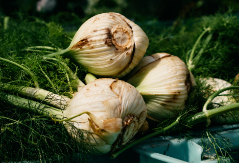 LID: Fenchel Multitalent - rund 4.761 Tonnen wurden in der Schweiz geerntet