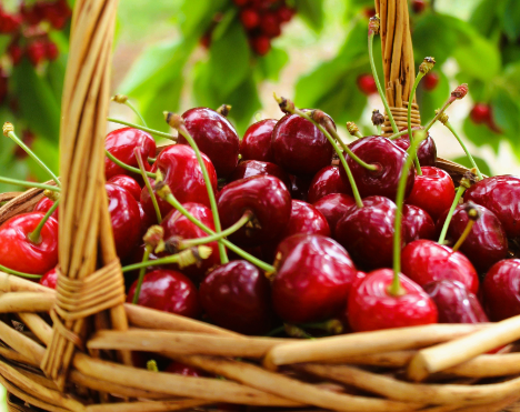 Spanien: „Cereza del Jerte“ schließt die Saison mit 1,3 Millionen kg zertifizierten Kirschen ab